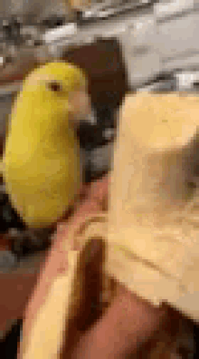 bird eating banana happy parrot dance