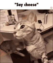 Adorable Cat GIF - Adorable Cat Cheese GIFs