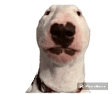 Dog Thumbs Up Dog Approve GIF