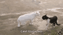 Cant Touch This! GIF - Cat White Black GIFs