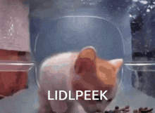 Lidl Lidlpeek GIF - Lidl Lidlpeek Counter Blox GIFs