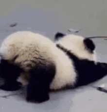 Mew Panda GIF - Mew Panda Luvmewg GIFs