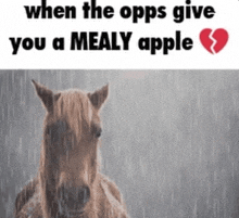 Mealy Apple Opps GIF