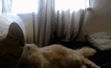 Chester Chester Cat GIF - Chester Chester Cat Deep Fryer GIFs