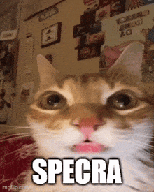 a close up of a cat with the word spectra written on it