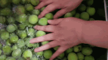 매실 초록 씻기 씻다 과일 GIF