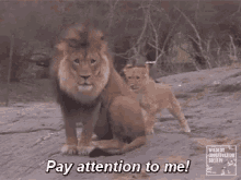 Pay Attention To Me Lion GIF - Pay Attention To Me Lion Hey GIFs