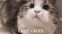 Fayo Fayo Cares GIF - Fayo Fayo Cares GIFs