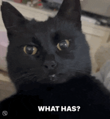 What Has Cat GIF