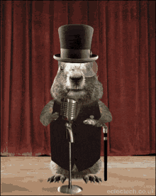 Marmot Marmotta GIF - Marmot Marmotta Dance GIFs