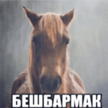 a picture of a horse with a foreign language written on it