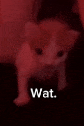 GIF