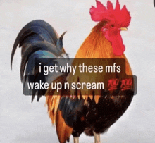Rooster Meme GIF - Rooster Meme Shitpost GIFs