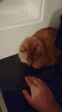 Angry Cat Slap GIF - Angry Cat Slap Mad GIFs
