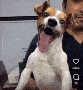 Laughing Dog Crazy Dog GIF