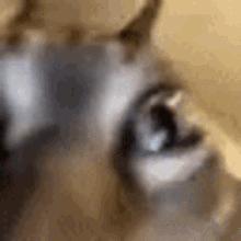 Cat Shaking Head Cat Shocked GIF