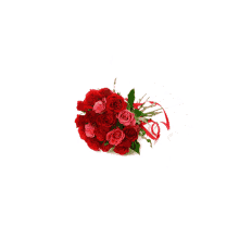 Trandafiri Flori GIF - Trandafiri Flori GIFs
