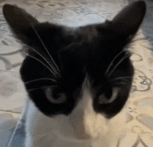 a black and white cat looks at the camera