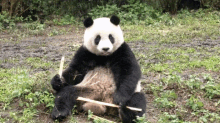 圓仔嘆氣 Giant Panda Yuanzai Heave A Sigh GIF - 嘆氣sight Sigh GIFs