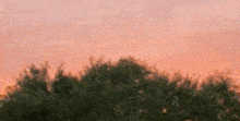 a sunset over a forest with trees in the foreground