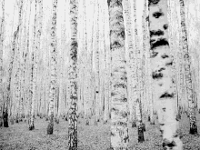 Birch Tree GIF