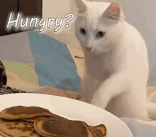 hungry cat funny