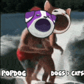Popdog Popdog Meme GIF - Popdog Popdog Meme Popdog Solana GIFs