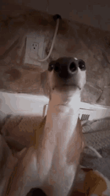 Sussy Dog GIF - Sussy Dog Dog Staring GIFs