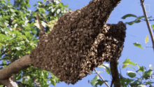 Bees Insect GIF - Bees Insect Bees House GIFs