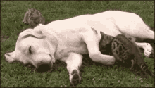 Want Cuddles GIF - Cats Dogs Snuggle GIFs