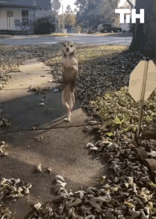Dog This Is Happening GIF - Dog This Is Happening Walking GIFs