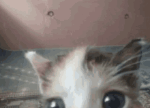 Hai Kitty GIF - Hai Kitty Selfie GIFs