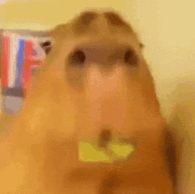 Capybara Capybara Eating GIF