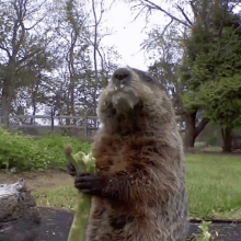 Groundhog Groundhog Eating GIF - Groundhog Groundhog Eating Chunk GIFs