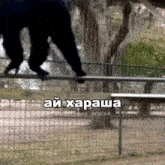 a monkey is jumping over a fence with a caption in another language