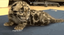 The Cutest Baby Leopard On The Meredith Vieira Show! GIF - Meredith Vieira Tmvs GIFs