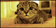Crazy Eyes Cats GIF - Crazy Eyes Cats GIFs