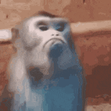 a blue and white monkey is sitting on a wooden fence .
