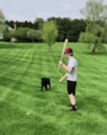 Dog Baseball GIF