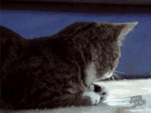 a cat is laying on a carpet and cleaning itself .