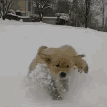 doge gif snow