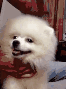狗狗 博美 可爱 GIF - Puppy Dog Pomeranian GIFs