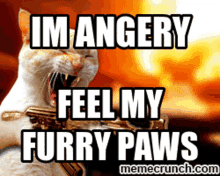 Angery Angry GIF - Angery Angry Angry Cat GIFs