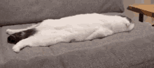 Lazy Cat GIF - Lazy Cat Laying GIFs