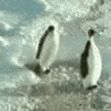 Penguin Gets Hit GIF