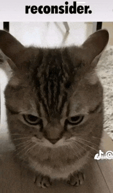 Cat Reconsider GIF - Cat Reconsider GIFs