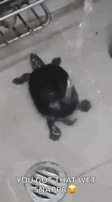 Turtle Twerking GIF