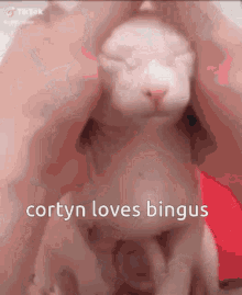 Cortyn Bingus GIF - Cortyn Bingus Cat GIFs