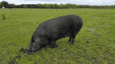 Rare Black Boar Rare Black Pig GIF - Rare Black Boar Rare Black Pig Pig Ruining The Fields GIFs