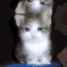 Crying Cat GIF - Crying Cat Crying Cat GIFs